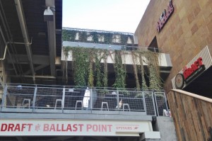 Ivy hanging from upper level