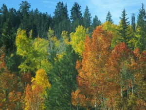 Trees in fall color