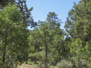 Dwarf juniper-piñon forest