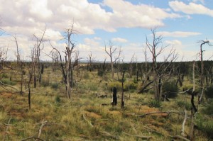 Dead dwarf juniper-piñon forest