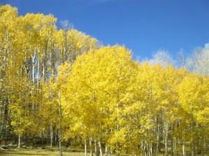 Stand of aspen