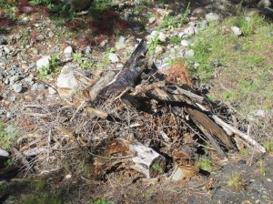 Slash pile for burning